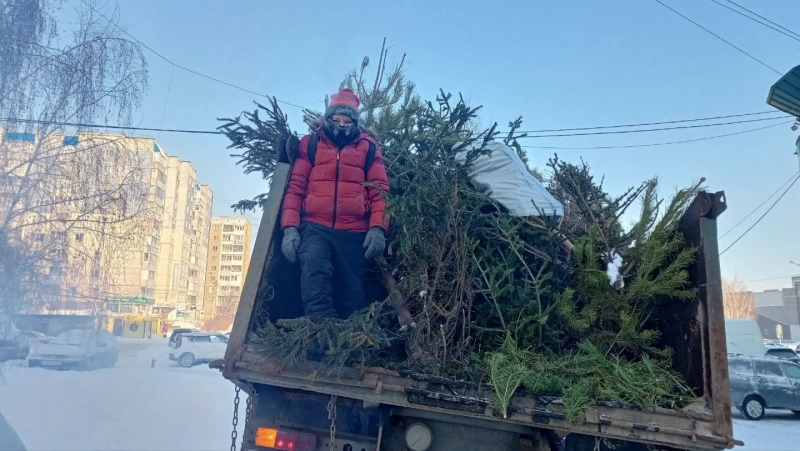 В Барнауле собрали 272 новогодние елки для переработки