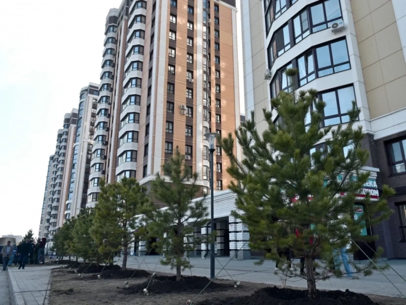 Уничтоженную вандалами сосновую аллею восстановили в Барнауле