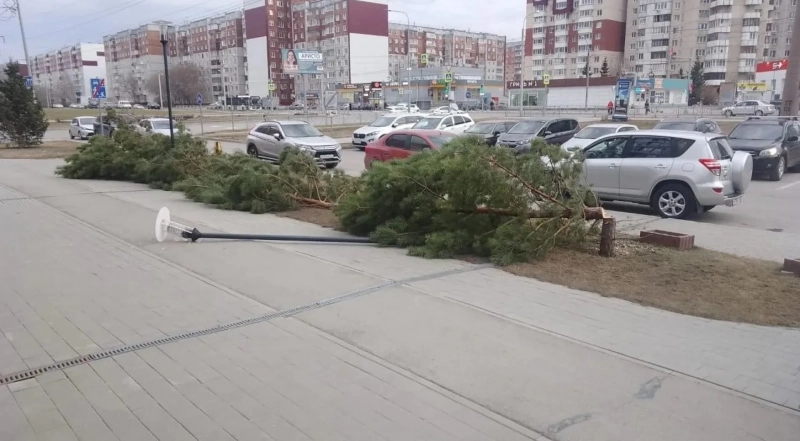 Вандалы уничтожили деревья на аллее в Барнауле