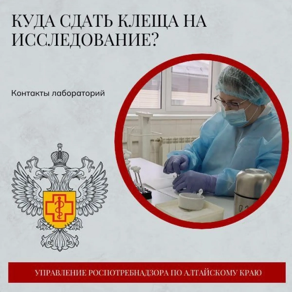 Где в Алтайском крае можно сдать клеща на исследование
