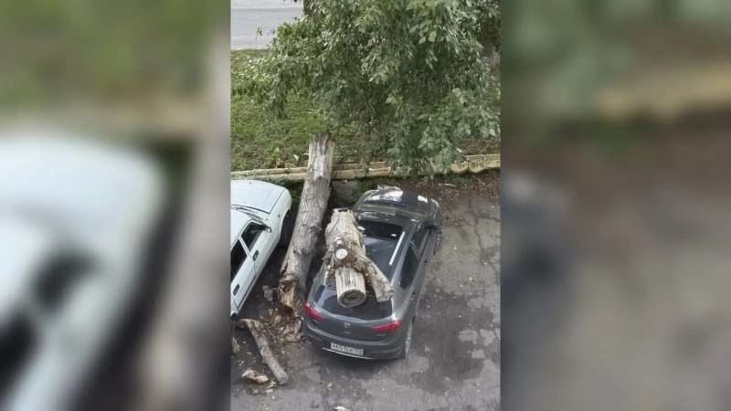 Дерево рухнуло на припаркованный автомобиль в Барнауле
