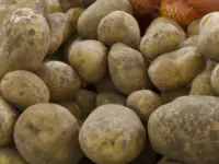 Картофель второй месяц подряд стал самым подешевевшим продуктом в России